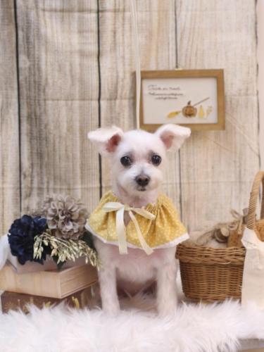 20241026ヒメちゃん